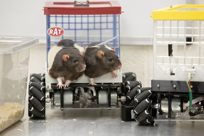 Two Mice with Identical DNA Damage Got Different Cancers, and the Difference Was Inherited