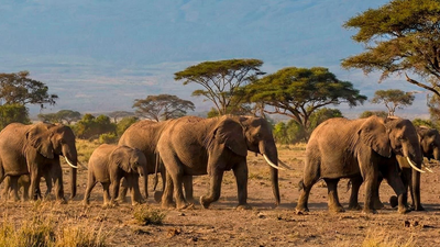 15 elephants suspected to have died after eating pesticide-sprayed tomatoes near Kenya's Amboseli National Park
