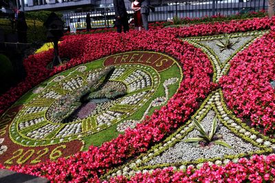‘Magnificent’ annual floral clock unveiled to benefit gardening charity
