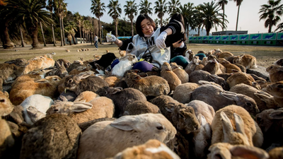 Tourist feeding helped push Japan’s famous Rabbit Island beyond its natural limits; now vegetation is stripped and wild boars are attacking rabbits