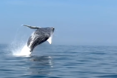 Humpback whale leaps from the water off New York coast in stunning footage