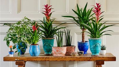 If You Always Overwater Your Houseplants, Swap Soil for LECA – The Viral Clay Pebbles Everyone Is Using