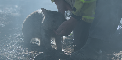 Wildfires, wombats and wake-up calls – what to read, rethink and act on this week