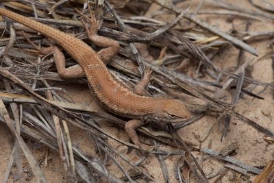 Paxton lawsuit prompts end of federal endangered species protection for Texas lizard