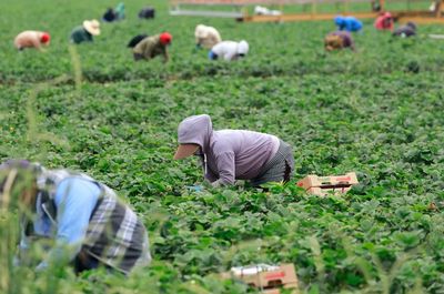 New survey reveals fears of US farm workers amid Trump’s immigration raids
