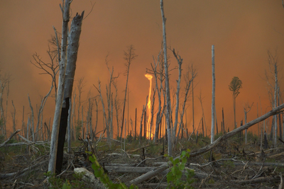 Suffolk Wildfire Forces Mass Evacuations as Sizewell Nuclear Site Is Monitored