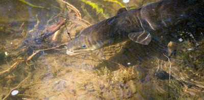 Wetlands are crucial food baskets for NZ’s native eels – new research