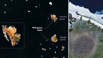 Satellites spy penguin poop on Danger Islands | Space photo of the day for July 30, 2026