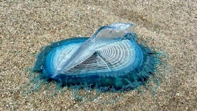 Hundreds of exotic 'by-the-wind sailors' wash up on an England beach after strong westerly winds; experts warn beachgoers not to touch them