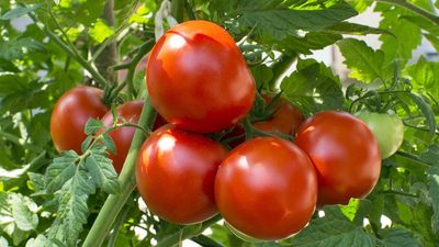 If Your Tomato Leaves Are Curling, Here’s How to Quickly Fix It to Keep Your Harvest Coming