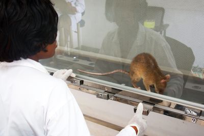 Signals from the Gut Appear to Help the Brain Decide What Is Worth Remembering, in Rats