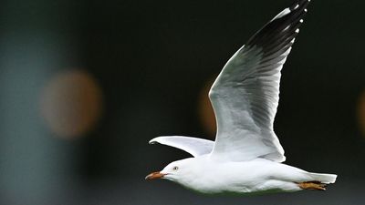 Mass deaths warning: bird flu spread set to accelerate