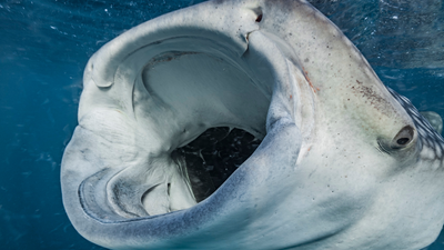 Scientists put cameras on whale sharks for the first time and saw something they'd never seen before