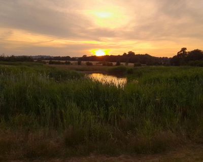 Country diary: Rumours of glowworms set me off on a twilight stroll