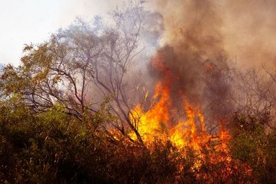 Europe's 'Once-in-a-Generation' Wildfires Could Now Strike Every Six Years, Scientists Warn