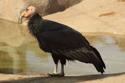 A California biologist’s estimate of 60 condors showed how close the species came to extinction