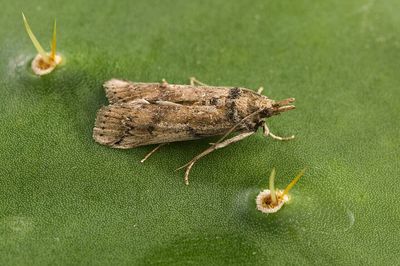 In 1957, Nevis released cactus moths to clear prickly pear from rangeland; the insects spread and later threatened native cacti in Florida