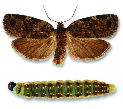 In 1952, Canada began spraying forests from aeroplanes to control budworms; decades later, pesticide research changed how forests were managed