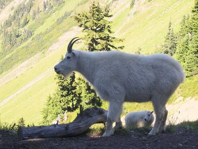 In the 1920s, Washington introduced mountain goats for hunting; the herd grew and damaged rare alpine plants and soils