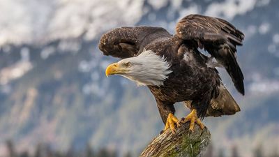 A California wildlife biologist risked cliff falls and eagle attacks to monitor and foster bald eagle chicks; by 2018, the Channel Islands had 20 breeding pairs