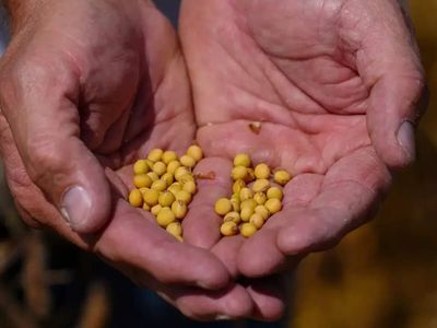 US NSF backs India-US AI project to boost soybean breeding