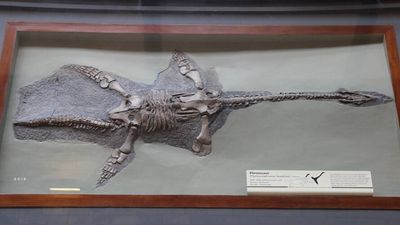 A 245-million-year-old marine reptile fossil in China preserves a rare digestive tract, possible liver traces and remains of its last fish meal