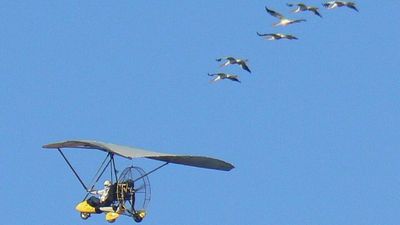 For 15 years, pilots dressed as cranes flew 1,200 miles from Wisconsin to Florida so young whooping cranes would follow them south