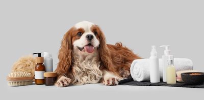 Poochmaxxing: the wellness industry is coming for your pets