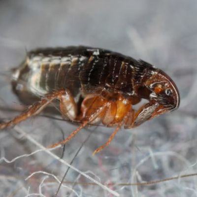Five Hospitalized in a Pico-Union Typhus Cluster as Los Angeles County Cases Reach a Record High