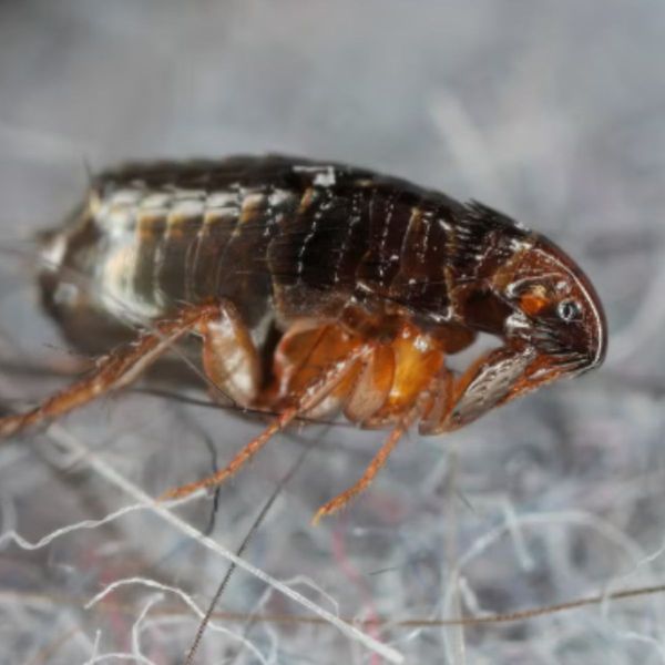 Five Hospitalized in a Pico-Union Typhus Cluster as Los Angeles County Cases Reach a Record High