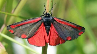 In 1960, Oregon released cinnabar moths against toxic tansy ragwort; their caterpillars were later found feeding on native mountain wildflowers