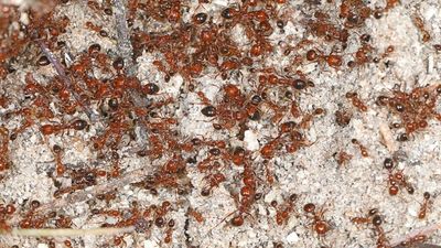 In 1958, the US tried to eradicate imported fire ants by poisoning millions of acres; wildlife died, but the ants survived and kept spreading