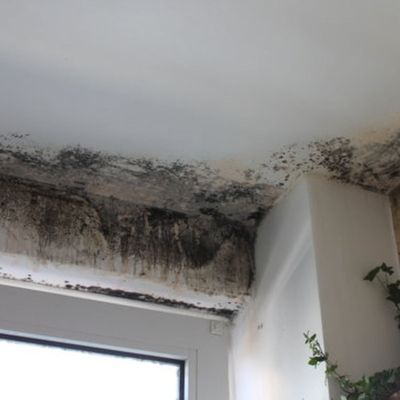 Nearly Half of Patients with Invasive Mold Infections Died Within 90 Days, CDC Surveillance Finds