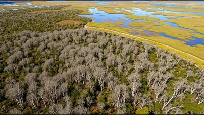 The Australian tree dropped from aeroplanes over Florida's Everglades that spread across nearly 500,000 acres