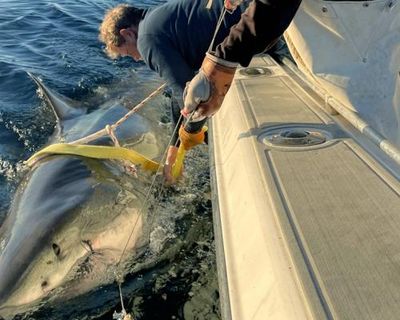 Huge great white spotted traveling off US and Canada as shark sightings surge