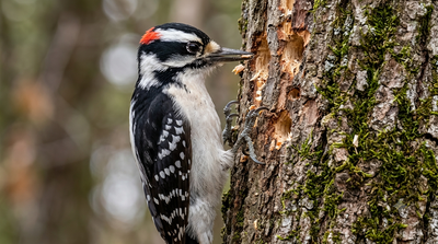 In the early 2000s, researchers explained why woodpeckers don't get head injuries despite striking trees at 15 mph