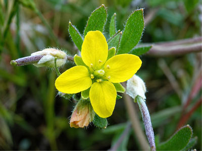 Rare yellow flower unseen on California public land for 68 years resurfaces after cattle clear invasive weeds