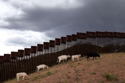 USDA Will Reopen the Arizona Cattle Border on August 24 as Screwworm Cases Hold at 42 in Texas