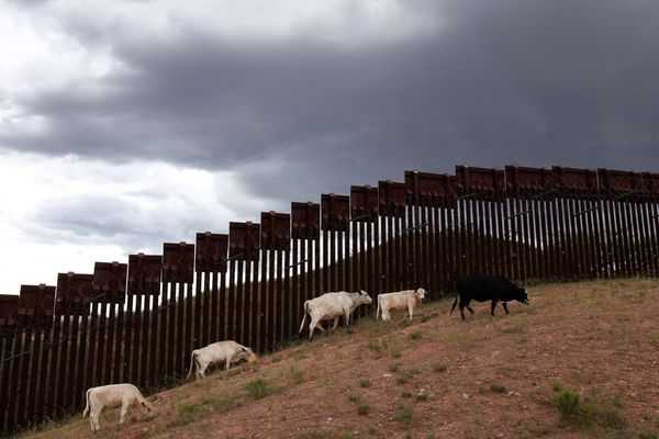USDA Will Reopen the Arizona Cattle Border on August 24 as Screwworm Cases Hold at 42 in Texas
