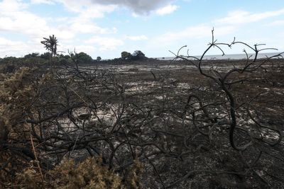 Reform council condemned for scrapping green pledges in wildfire-ravaged Suffolk