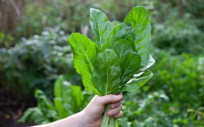 7 Crops That Can Be Grown Under Taller Summer Plants