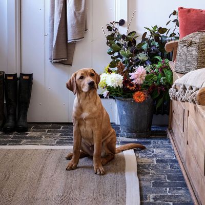 You'd never guess this chic sideboard from Debenhams was actually a dog crate – it’s a safe space for your pooch that won’t compromise your style