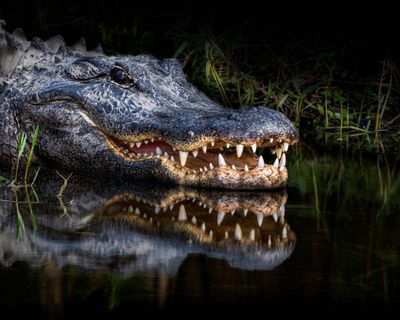 Florida woman’s autopsy report reveals extent of alligator attack