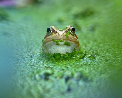 Ponds need more than a drop of protection