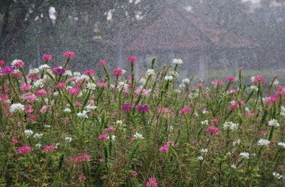 Should You Cut Back Perennials That Flop After Heavy Rain?