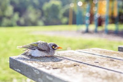 Lone baby bird found on playground rescued and reunited with family in heartwarming moment