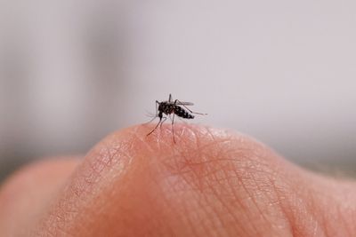 West Nile Virus Turns Up in Stratford Mosquitoes as Connecticut Enters Peak Human Case Months
