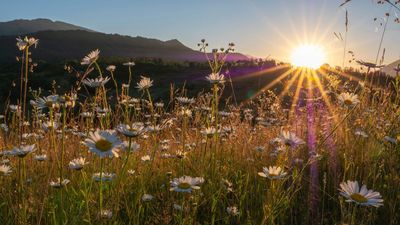 The Best Flowers for Golden Hour – 7 Plants That Look Beautiful Under the Setting Sun
