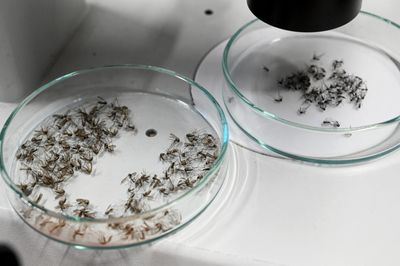 Utah Mosquito Samples Testing Positive for West Nile Have Jumped From 39 to 296 in a Single Season