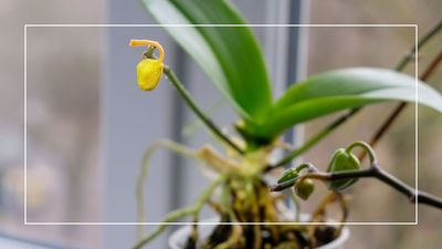 How to revive an orchid plant: 4 ways to help your flower thrive again